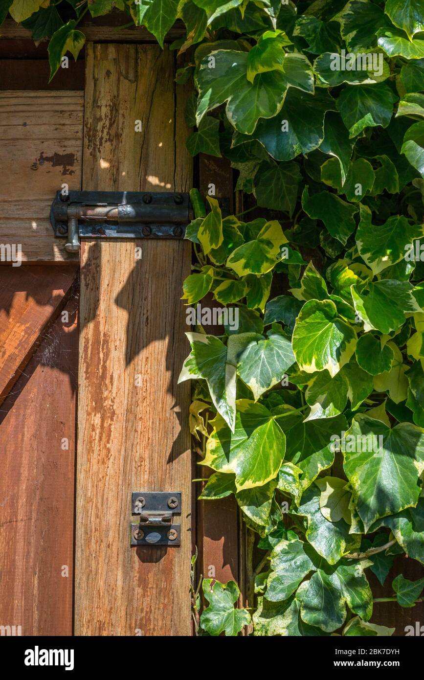Vecchio giardino porta con Ivy Foto Stock