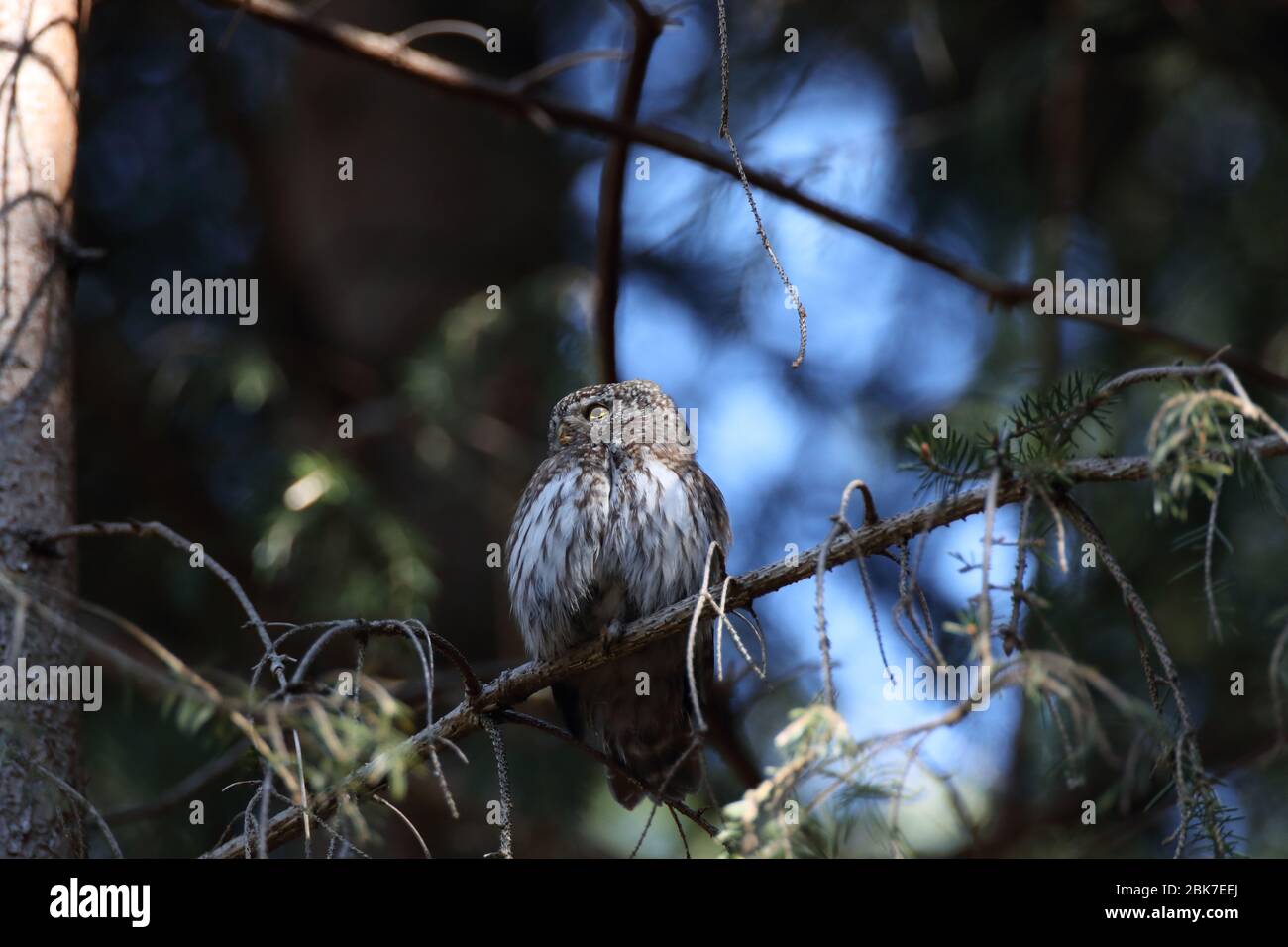 Gufo pigmero eurasiatico (Glaucidium passerinum) Giura svevo Foto Stock