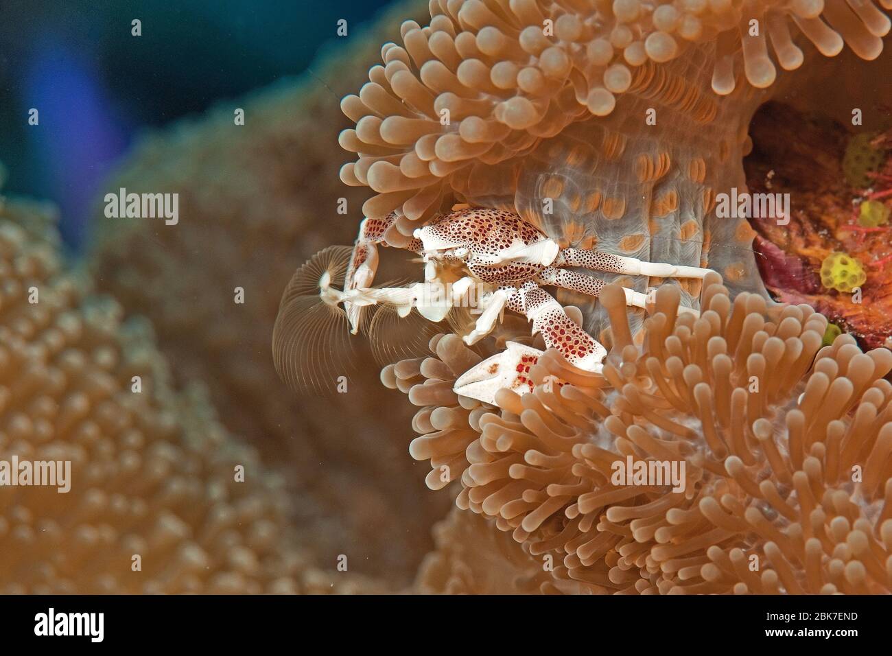 Fleckentupfen-Anemonenkrabbe (Neopetrolisthes maculatus), Porzellankrabbe, Rotes Meer, Indischer Ozean, Pazifik Foto Stock