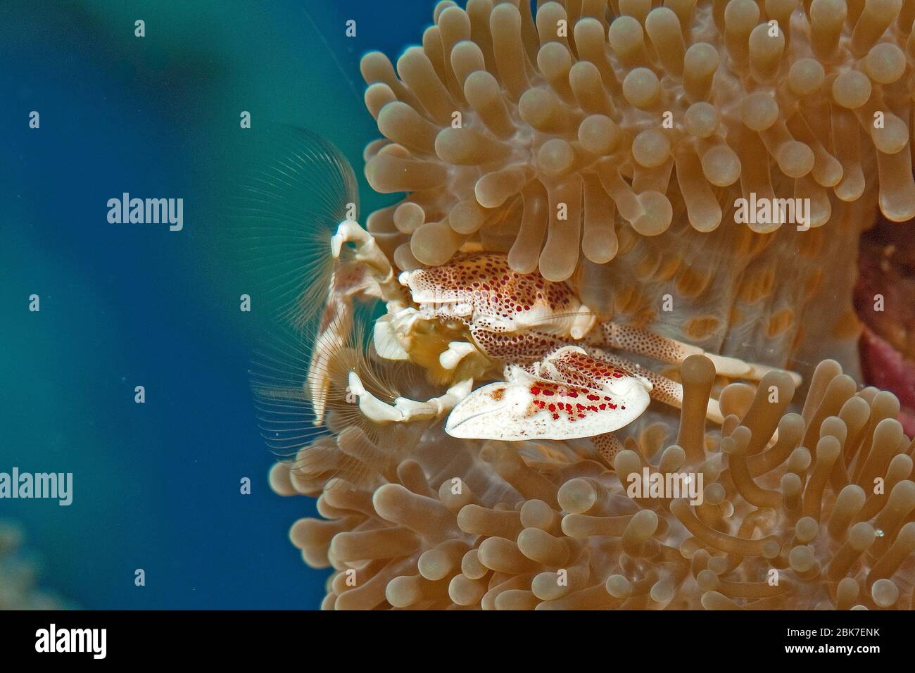Fleckentupfen-Anemonenkrabbe (Neopetrolisthes maculatus), Porzellankrabbe, Rotes Meer, Indischer Ozean, Pazifik Foto Stock