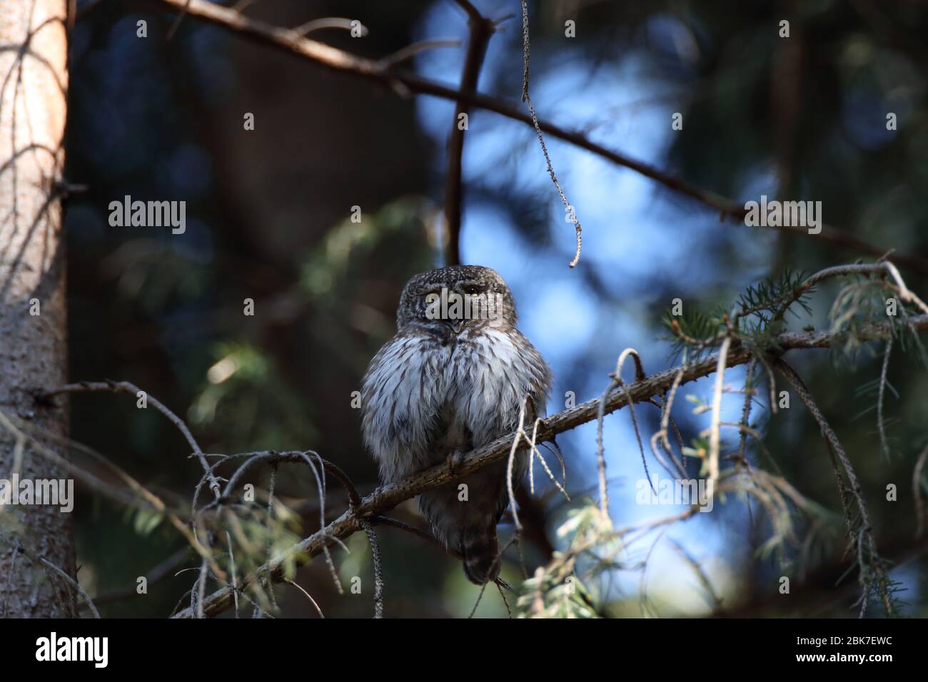 Gufo pigmero eurasiatico (Glaucidium passerinum) Giura svevo Foto Stock