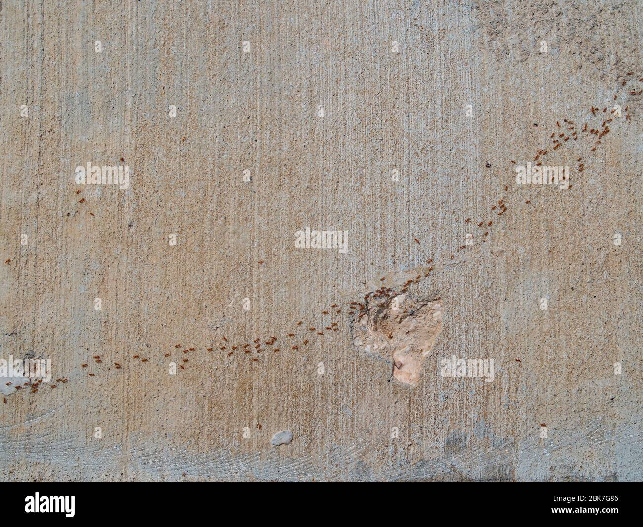 Molte formiche camminano in direzione diagonale a Henderson, Nevada Foto Stock