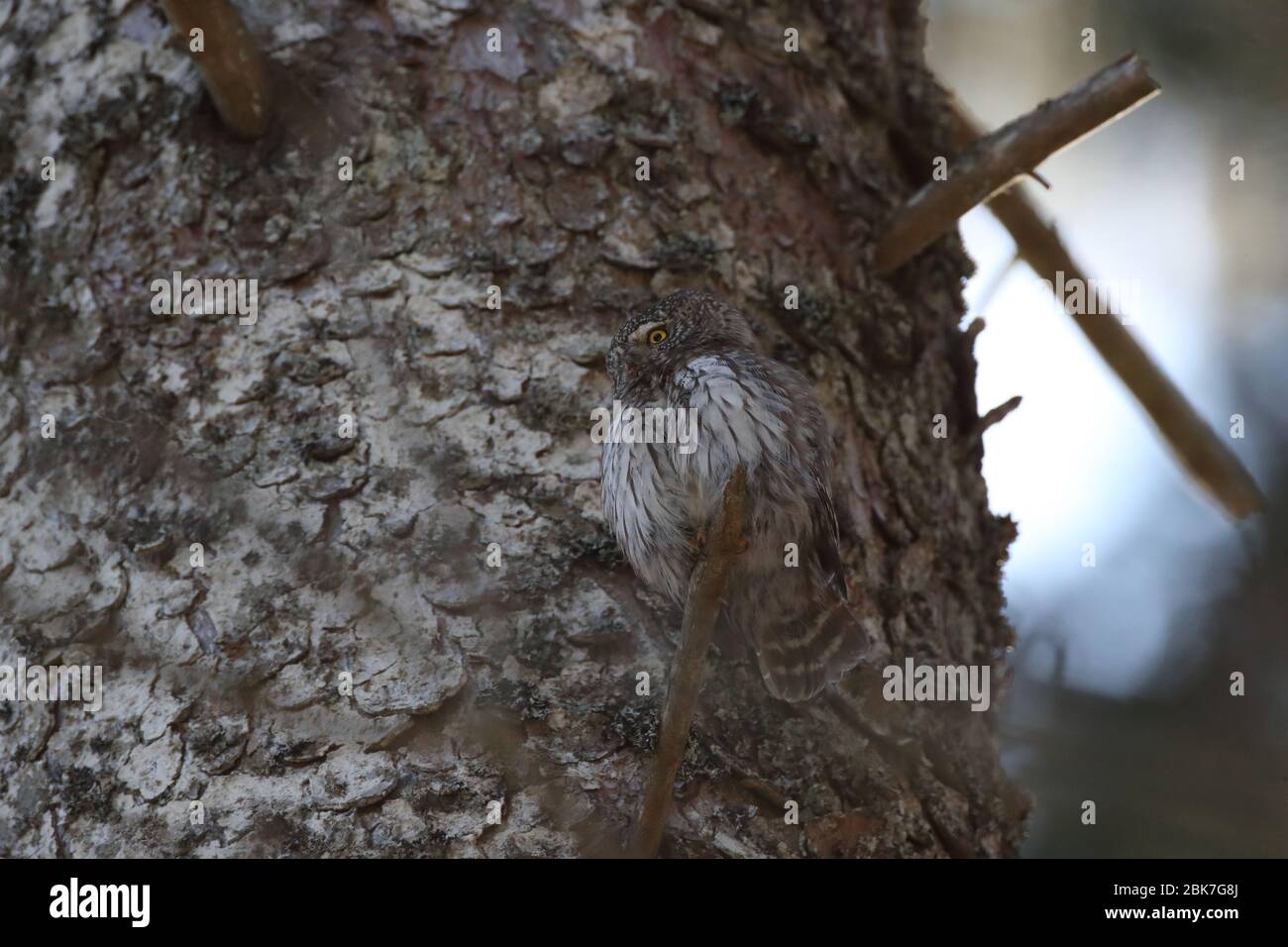 Gufo pigmero eurasiatico (Glaucidium passerinum) Giura svevo Foto Stock