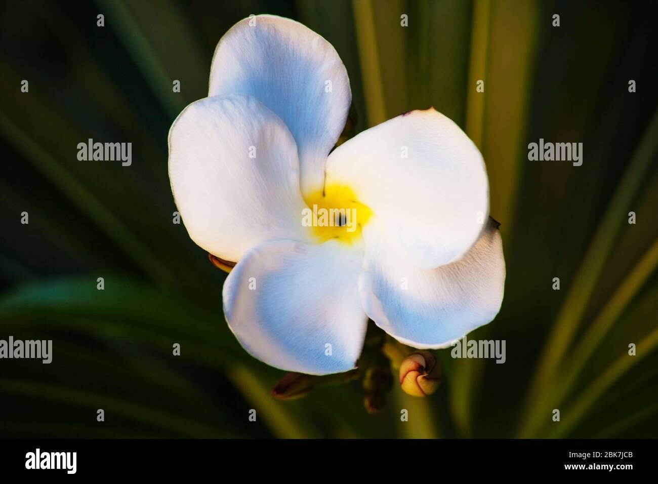 Madagascar Palm Pachypodium lamerei 5672 Foto Stock