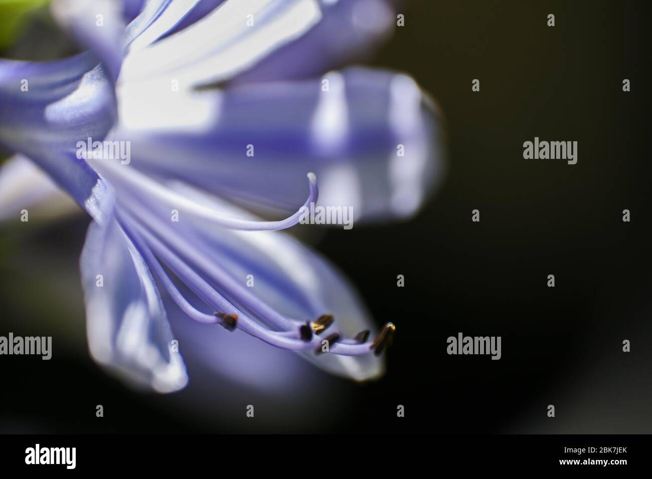 Fiore singolo di agapanthus praecox in macro 13090 Foto Stock