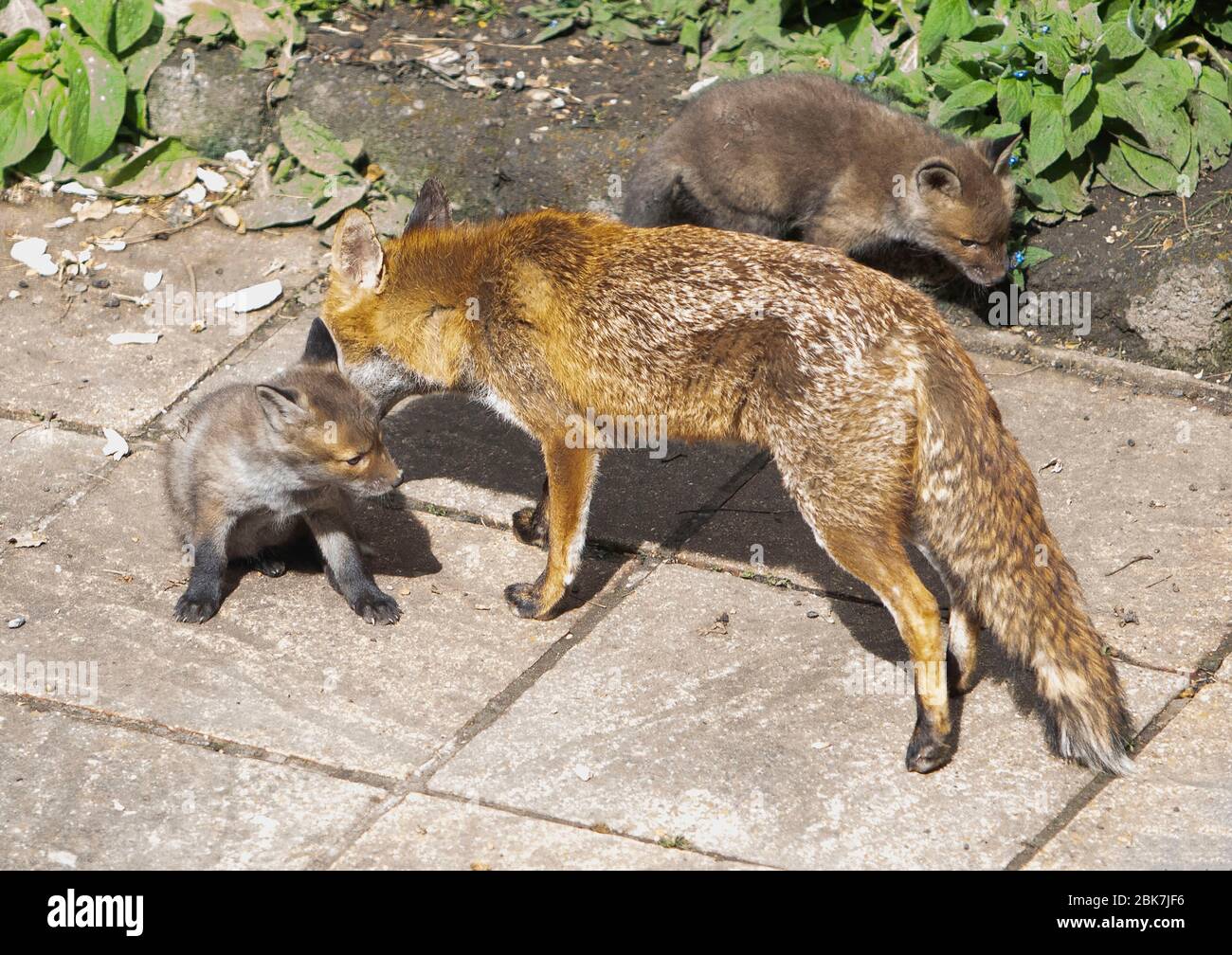 Volpe rossa con i suoi cuccioli Foto Stock