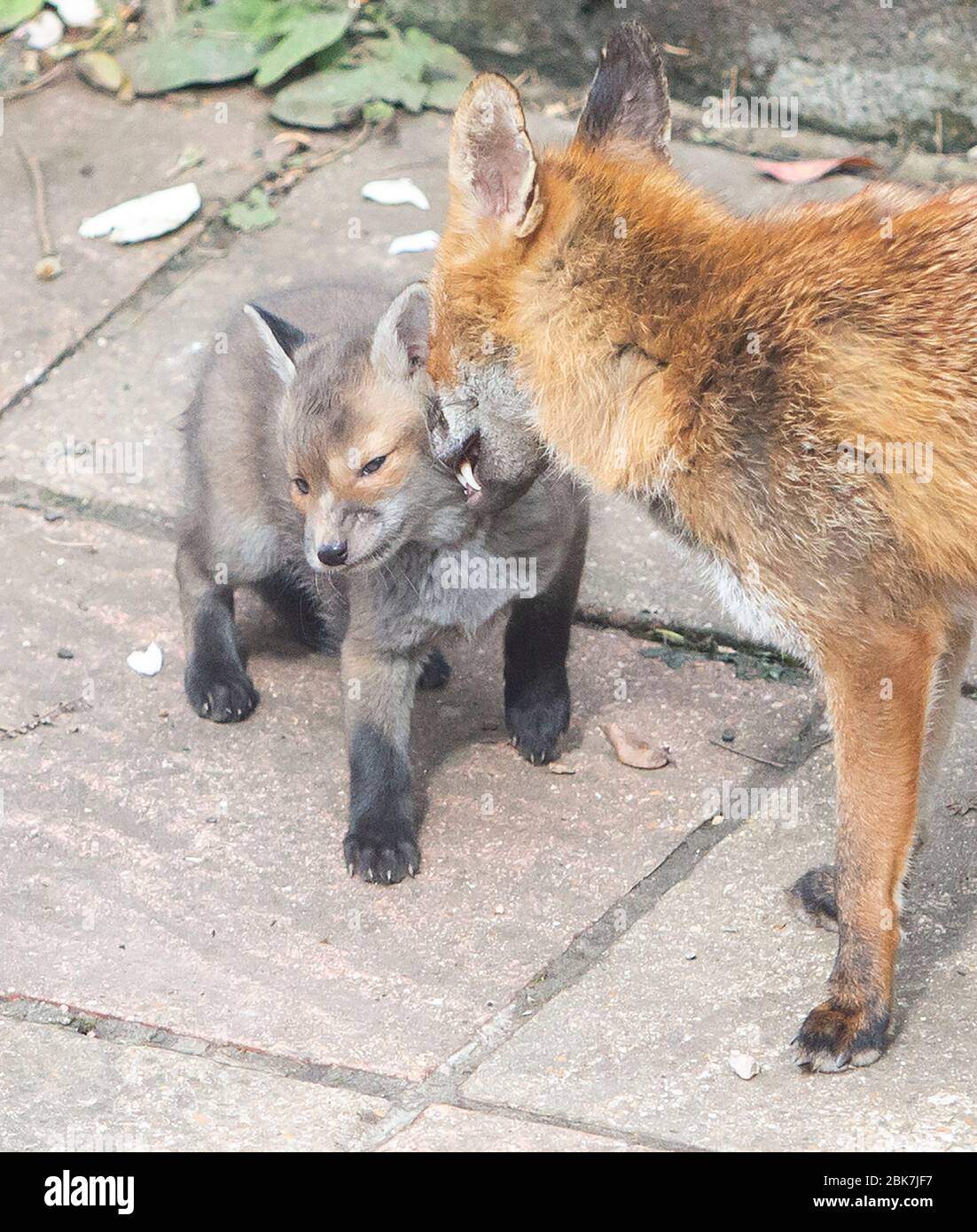 Volpe rossa con i suoi cuccioli Foto Stock