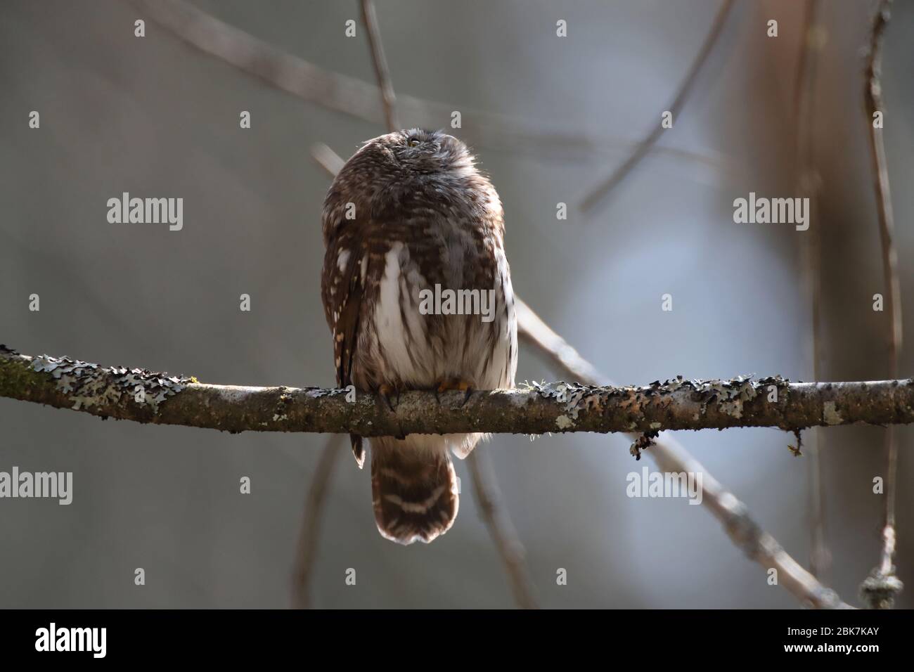 Gufo pigmero eurasiatico (Glaucidium passerinum) Giura svevo Foto Stock