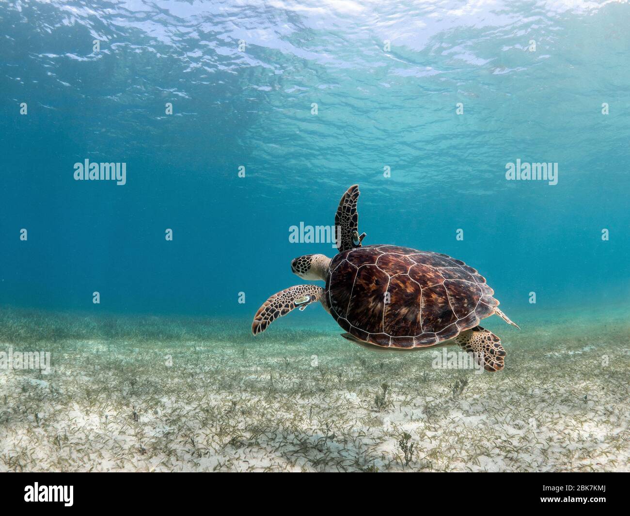Tartaruga verde che nuota sopra la sabbia. Foto Stock