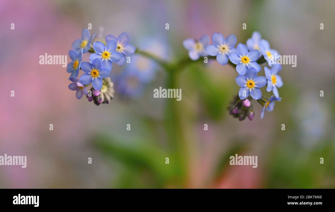 Bella blu piccoli fiori - Dissimmi-non fiore. Primavera colorato sfondo natura. (Myosotis sylvatica) Foto Stock
