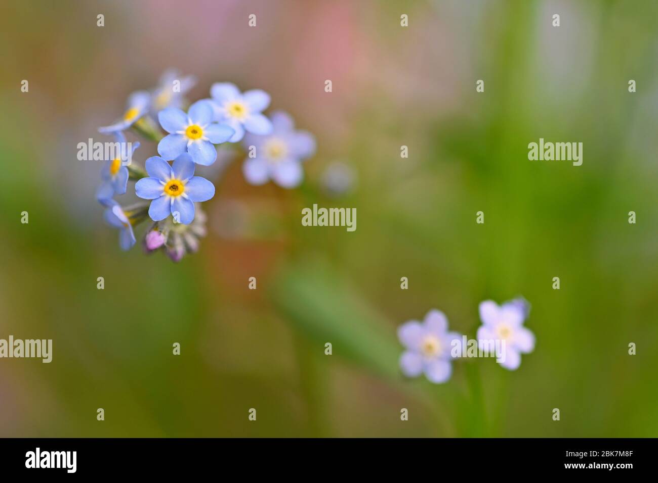 Bella blu piccoli fiori - Dissimmi-non fiore. Primavera colorato sfondo natura. (Myosotis sylvatica) Foto Stock