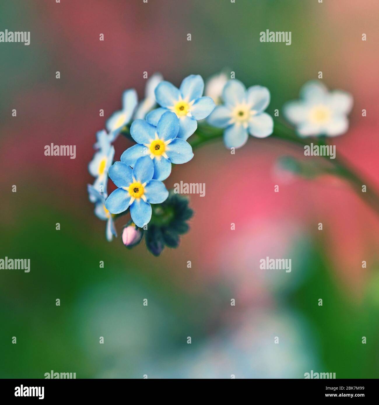 Bella blu piccoli fiori - Dissimmi-non fiore. Primavera colorato sfondo natura. (Myosotis sylvatica) Foto Stock