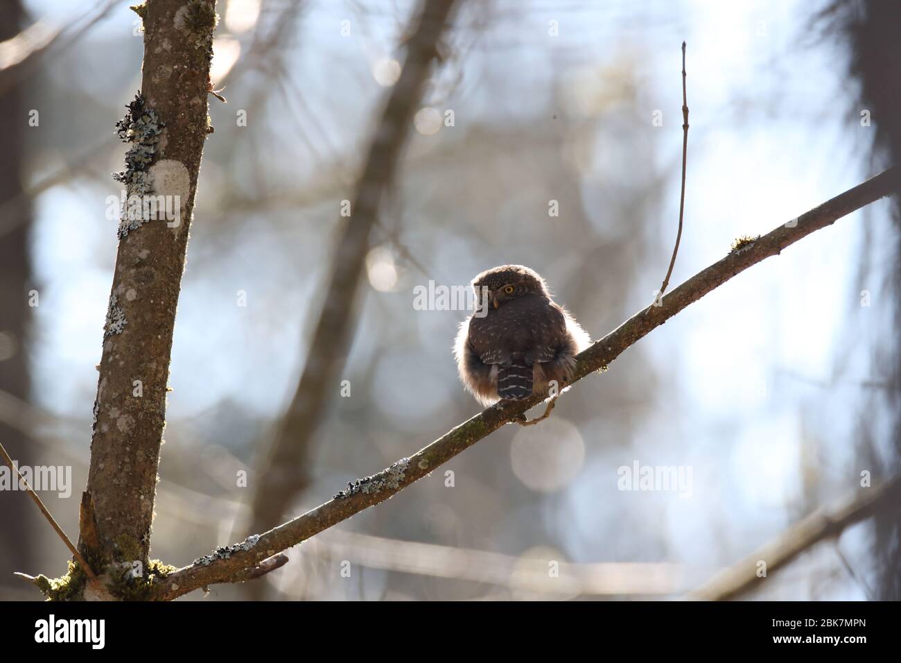 Gufo pigmero eurasiatico (Glaucidium passerinum) Giura svevo Foto Stock