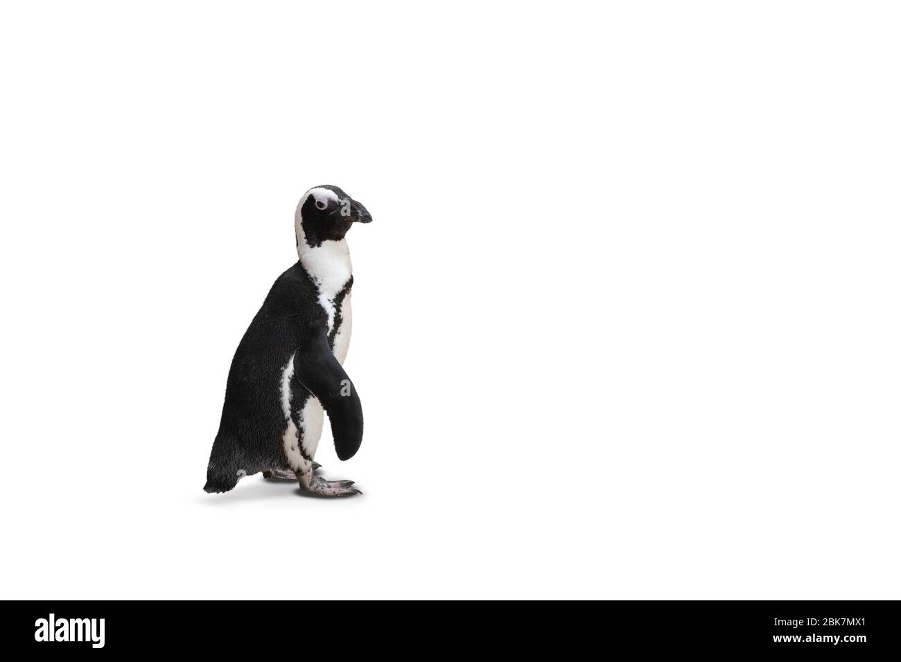 Humboldt pinguino isolato su sfondo bianco. Vista laterale di un uccello carino. Foto Stock