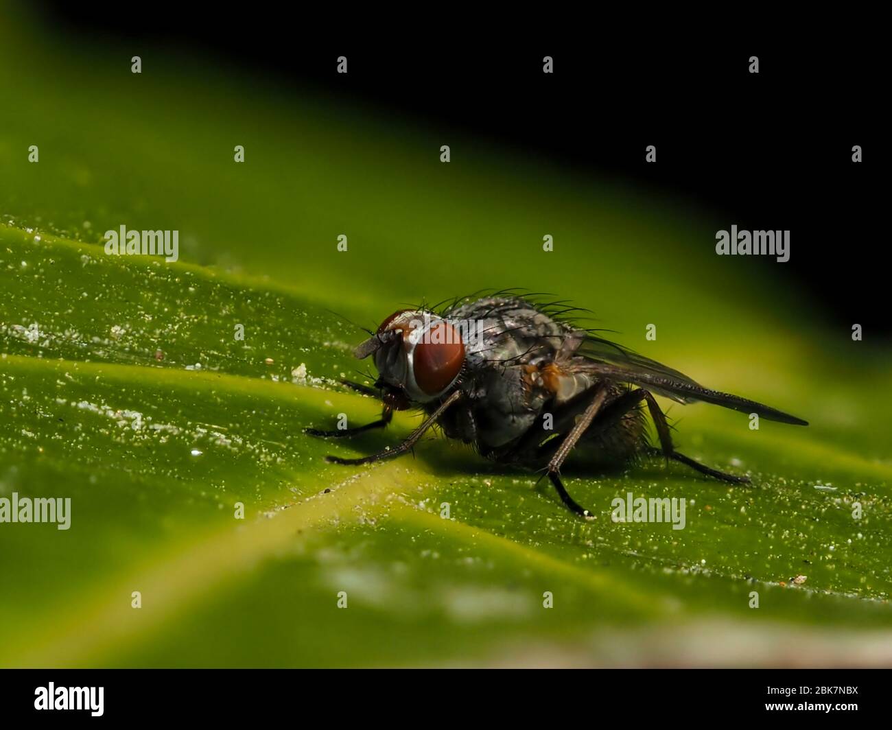 Mosca comune Foto Stock