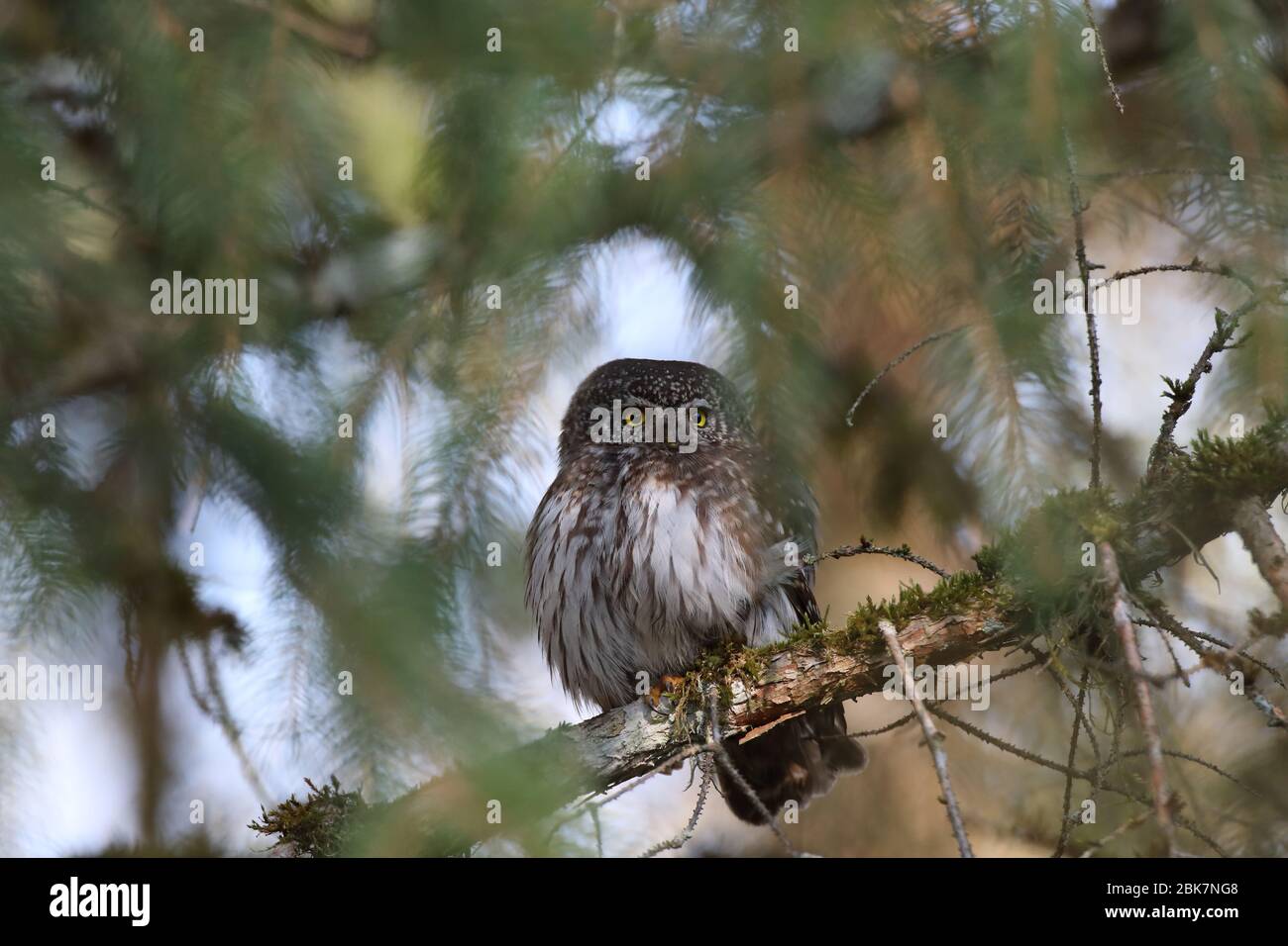 Gufo pigmero eurasiatico (Glaucidium passerinum) Giura svevo Foto Stock