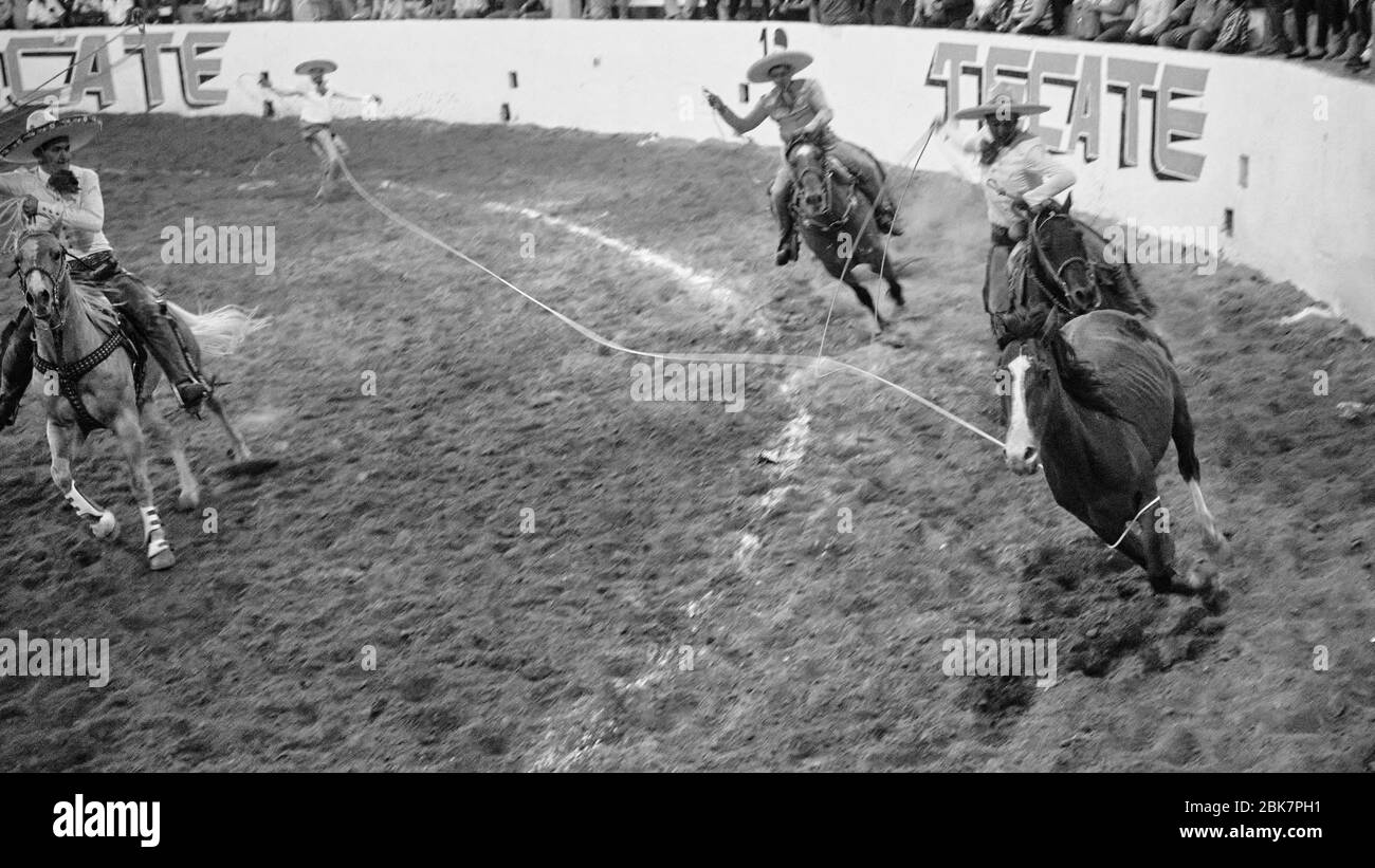 Cowboy messicano che cerca di catturare e abbattere con un lazo, un cavallo selvatico galoppante durante una 'charreria'. Charrerias sono l'equivalente messicano di rode Foto Stock