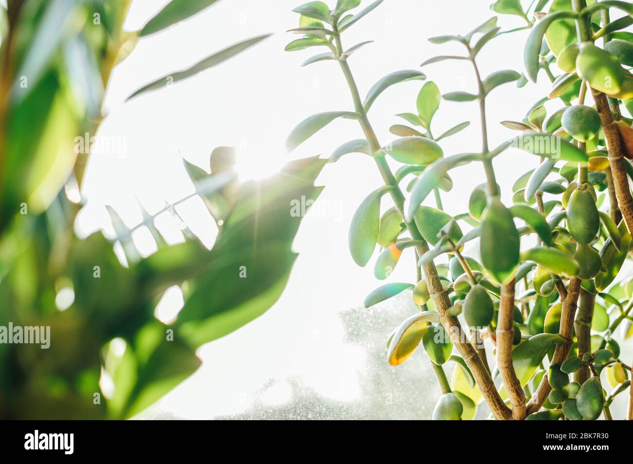 Foglie di una pianta di casa Succulent Crassula ovata, pianta di giada, al sole in estate. Albero di denaro che porta buona fortuna. Sfondo verde naturale. Copia Foto Stock