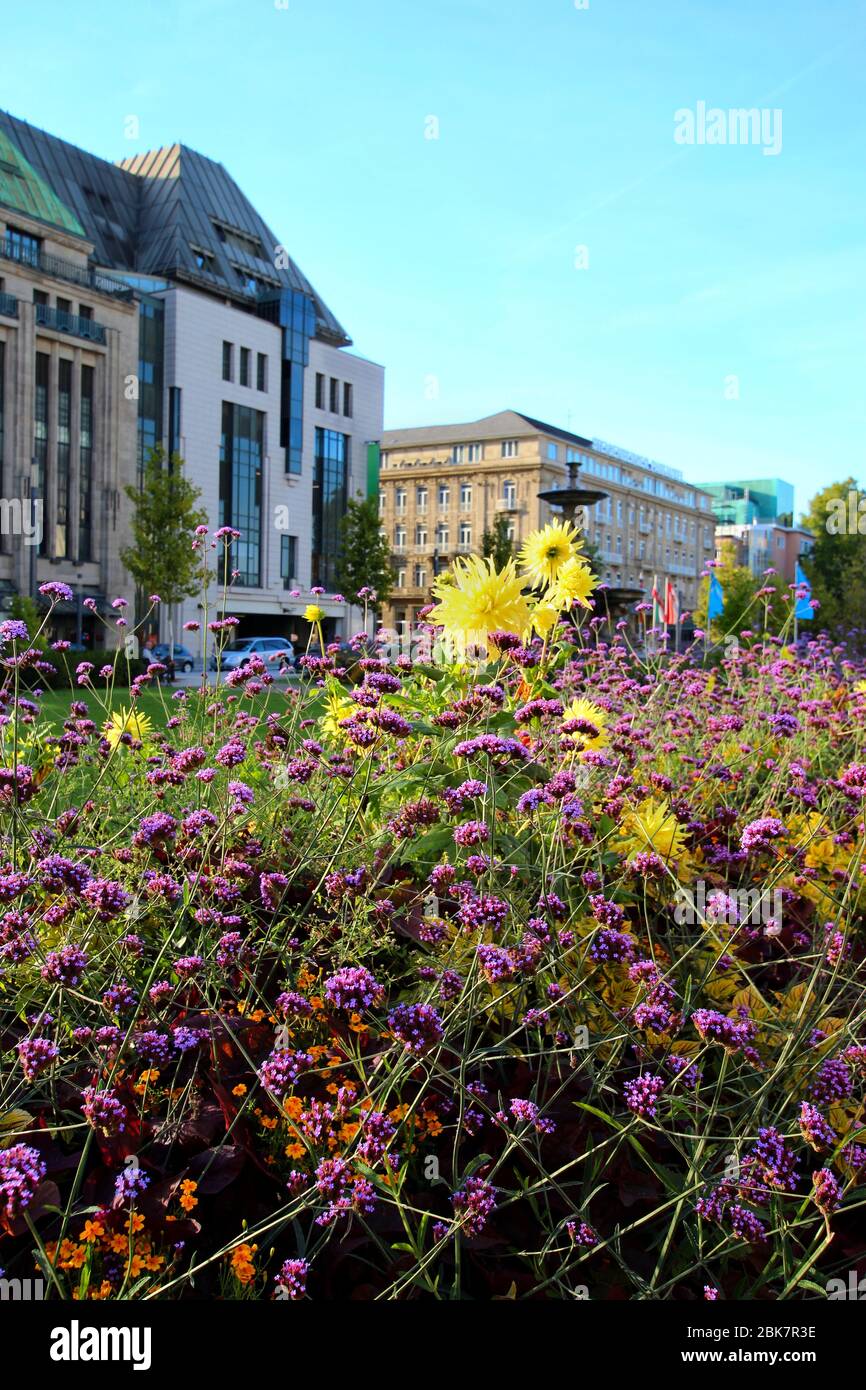 Attenzione selettiva sui fiori estivi nel centro di Düsseldorf, Corneliusplatz. Vecchi edifici di grandi magazzini e hotel sullo sfondo sfocato. Foto Stock