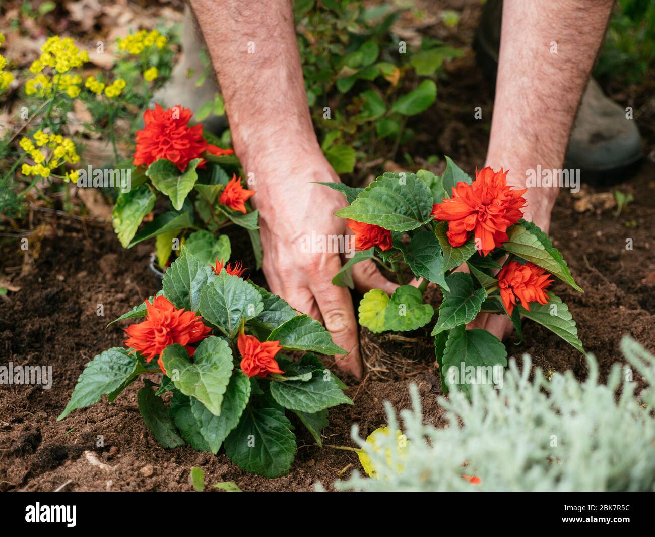 Giardiniere che pianta la salvia scarlatta (Salvia splendens) in un bordo. Foto Stock