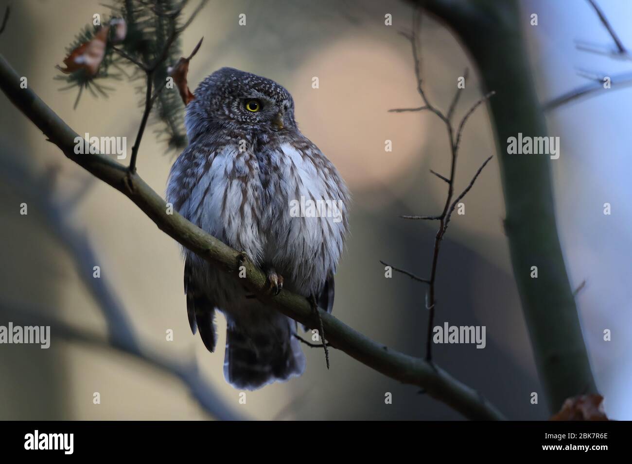 Gufo pigmero eurasiatico (Glaucidium passerinum) Giura svevo Foto Stock