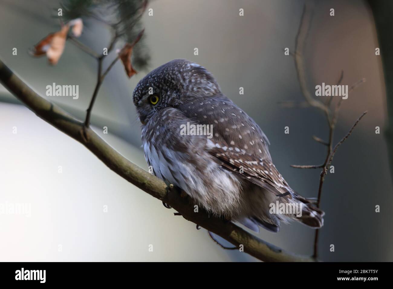 Gufo pigmero eurasiatico (Glaucidium passerinum) Giura svevo Foto Stock