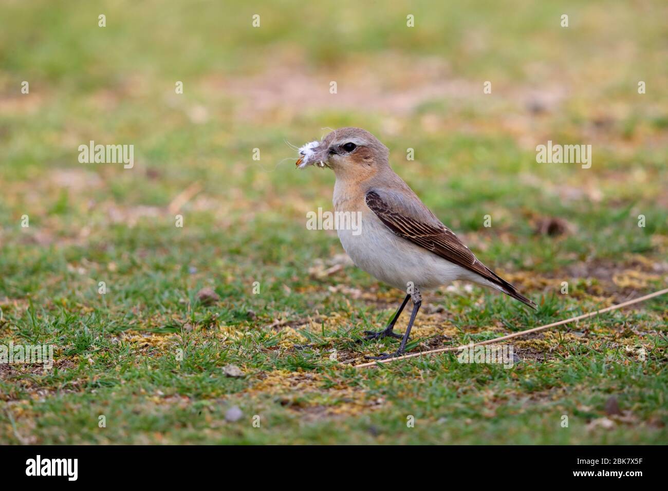 Un adulto che alleva piombaggio femmina Northern Wheatear (Oenanthe enanthe) della razza nominata che raccoglie materiale nidificanti nella contea di Durham, Inghilterra Foto Stock