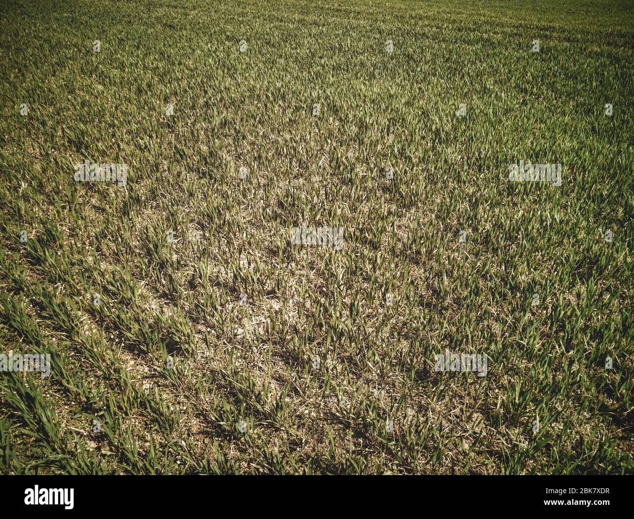 File simmetriche isolate di germoglianti verdi coltivazioni di grano agricolo su terreno secco sfondo di sporcizia in sole primavera Foto Stock