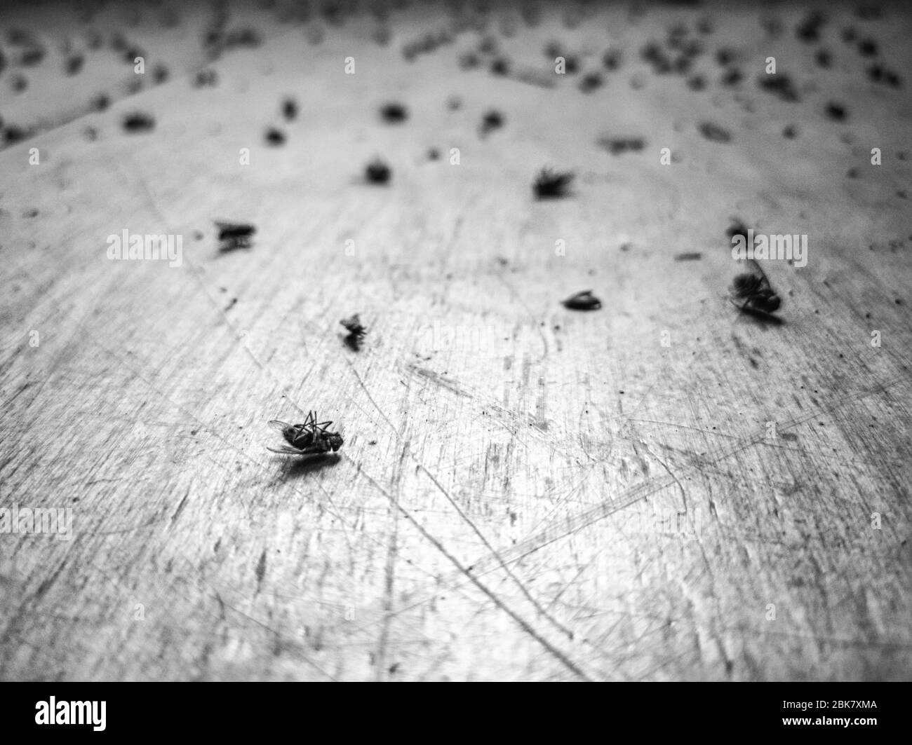 Primo piano di mosche morte e sfondo sfocato mosche estinzione colonia a causa di minacce esterne o pericolo forse a causa della vicina torre 5g communcatations Foto Stock