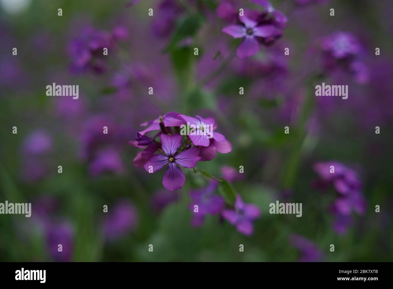 Bella fiore viola Lunaria annua, chiamato onestà o onestà annuale in inglese, è una specie di piante da fiore nativo dei Balcani e del sud noi Foto Stock