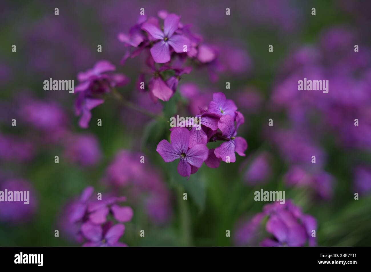 Bella fiore viola Lunaria annua, chiamato onestà o onestà annuale in inglese, è una specie di piante da fiore nativo dei Balcani e del sud noi Foto Stock