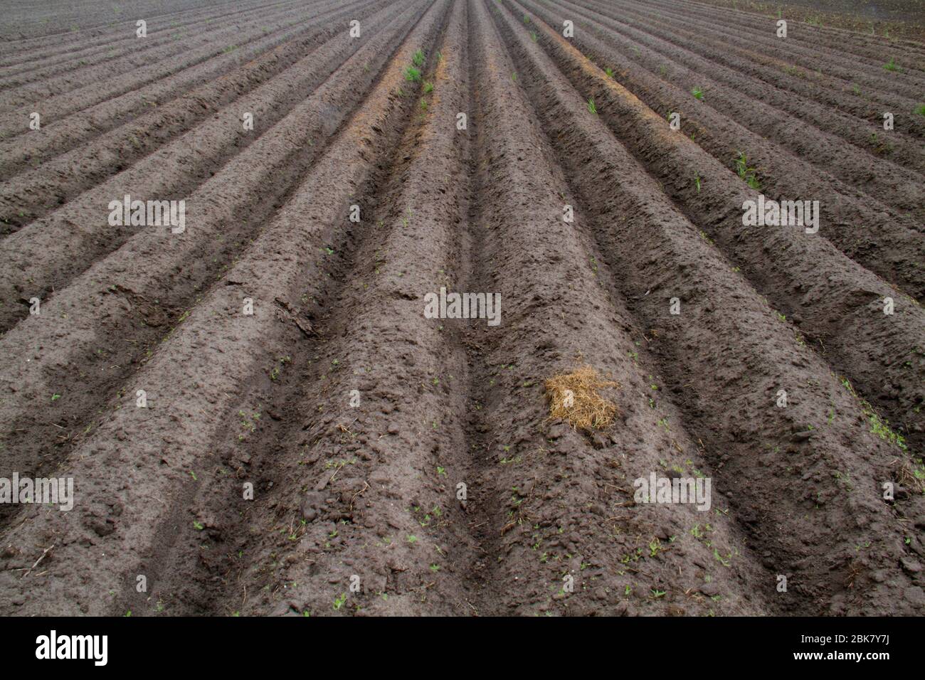 Modello di creste e solchi in un campo sabbioso umico, preparato per la coltivazione di patate Foto Stock