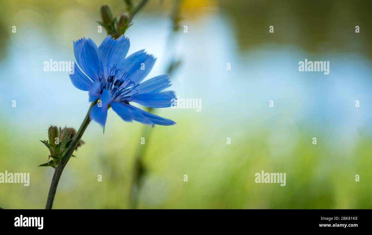 Cicoria comune - cichorium intybus - fiore blu Foto Stock