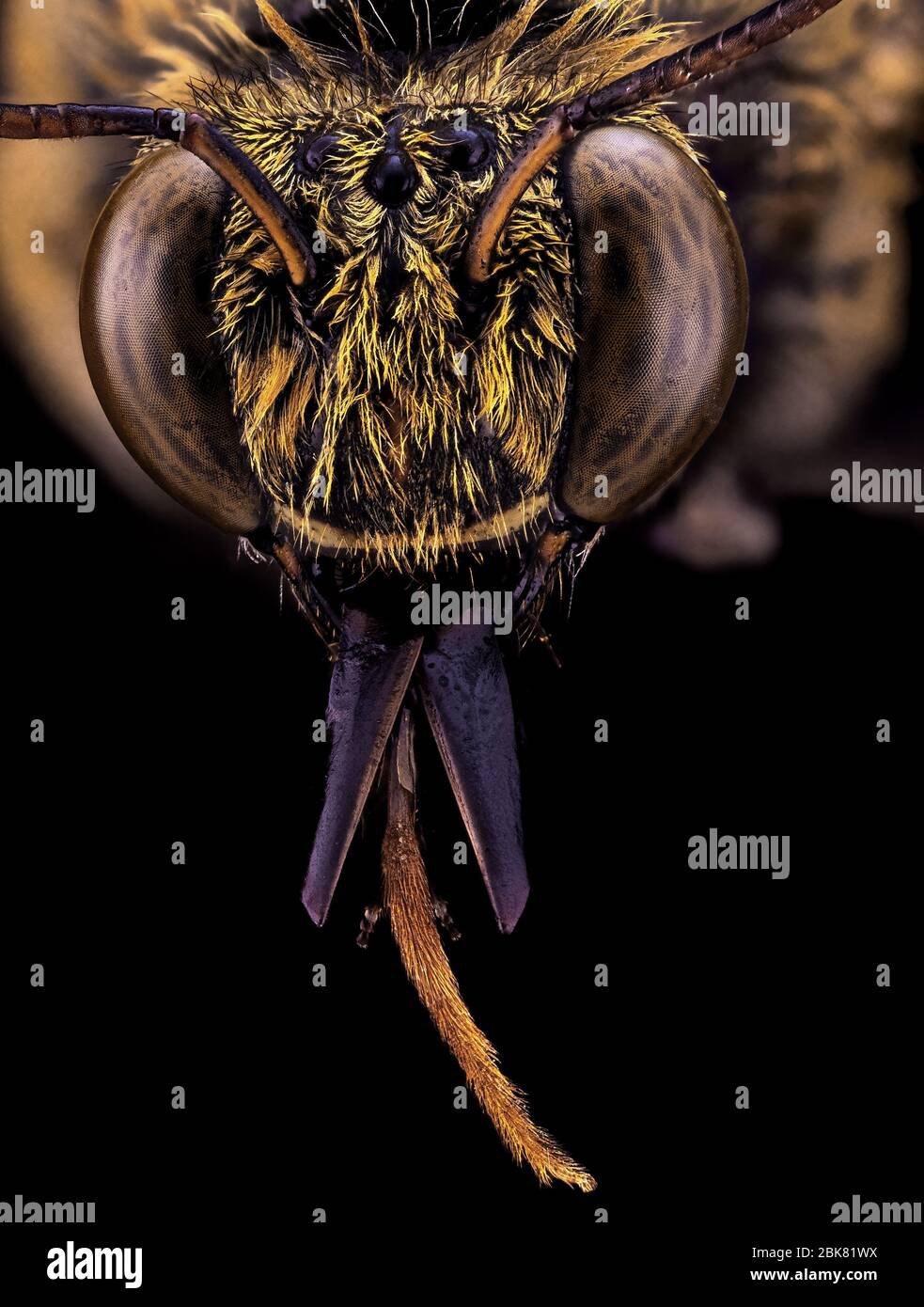 immagine macro estrema di insetto Foto Stock