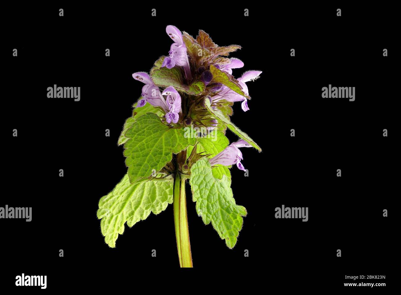 Il pannocio (Lamium purpurpurpureum) è un uccello della famiglia delle Lamiaceae Foto Stock