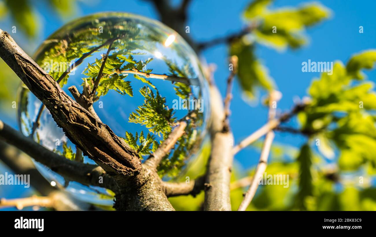 Foglie di quercia fresca in una sfera di cristallo con cielo blu. Il futuro della natura. Foto Stock