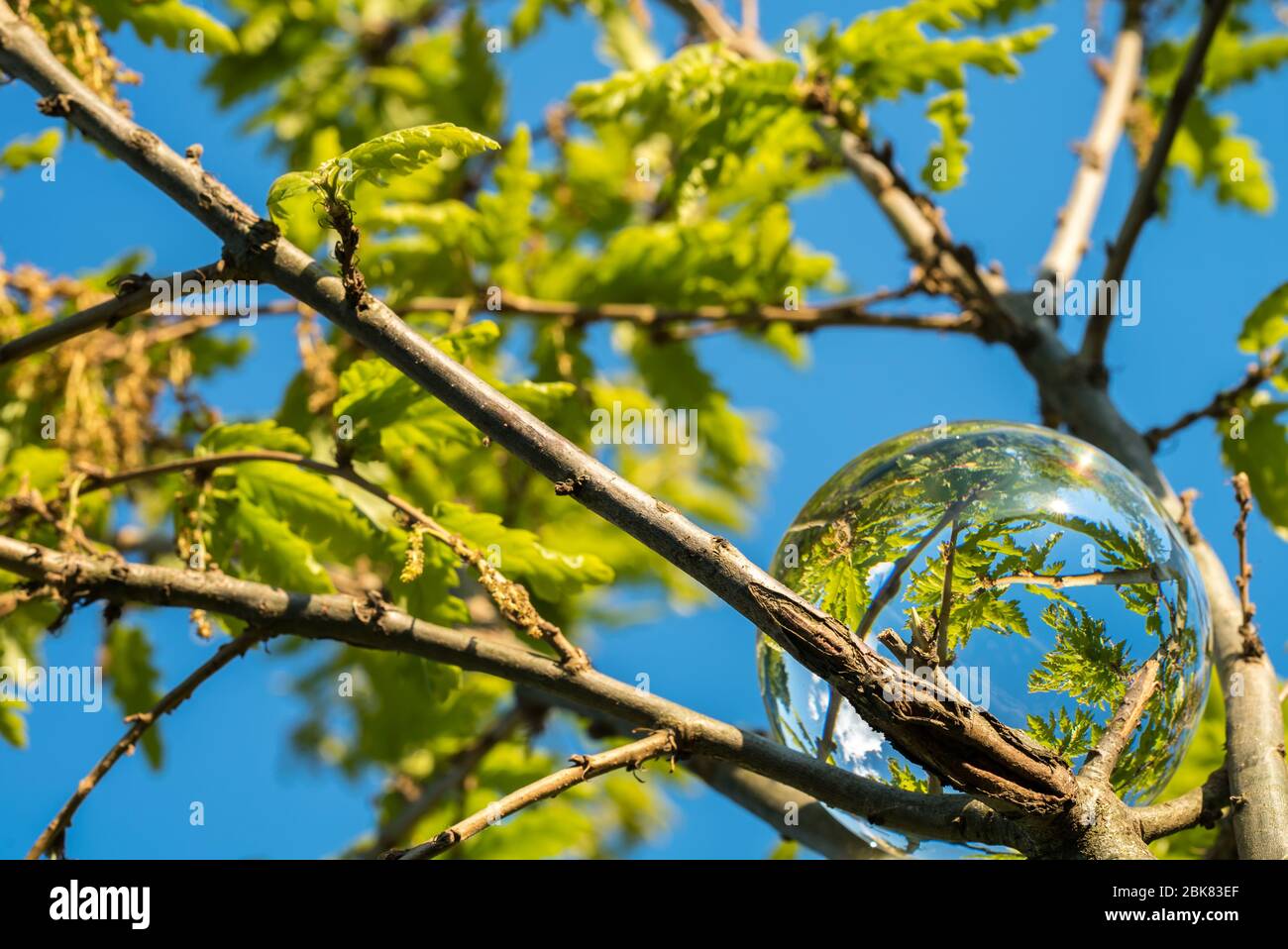 Foglie di quercia fresca in una sfera di cristallo con cielo blu. Il futuro della natura. Foto Stock