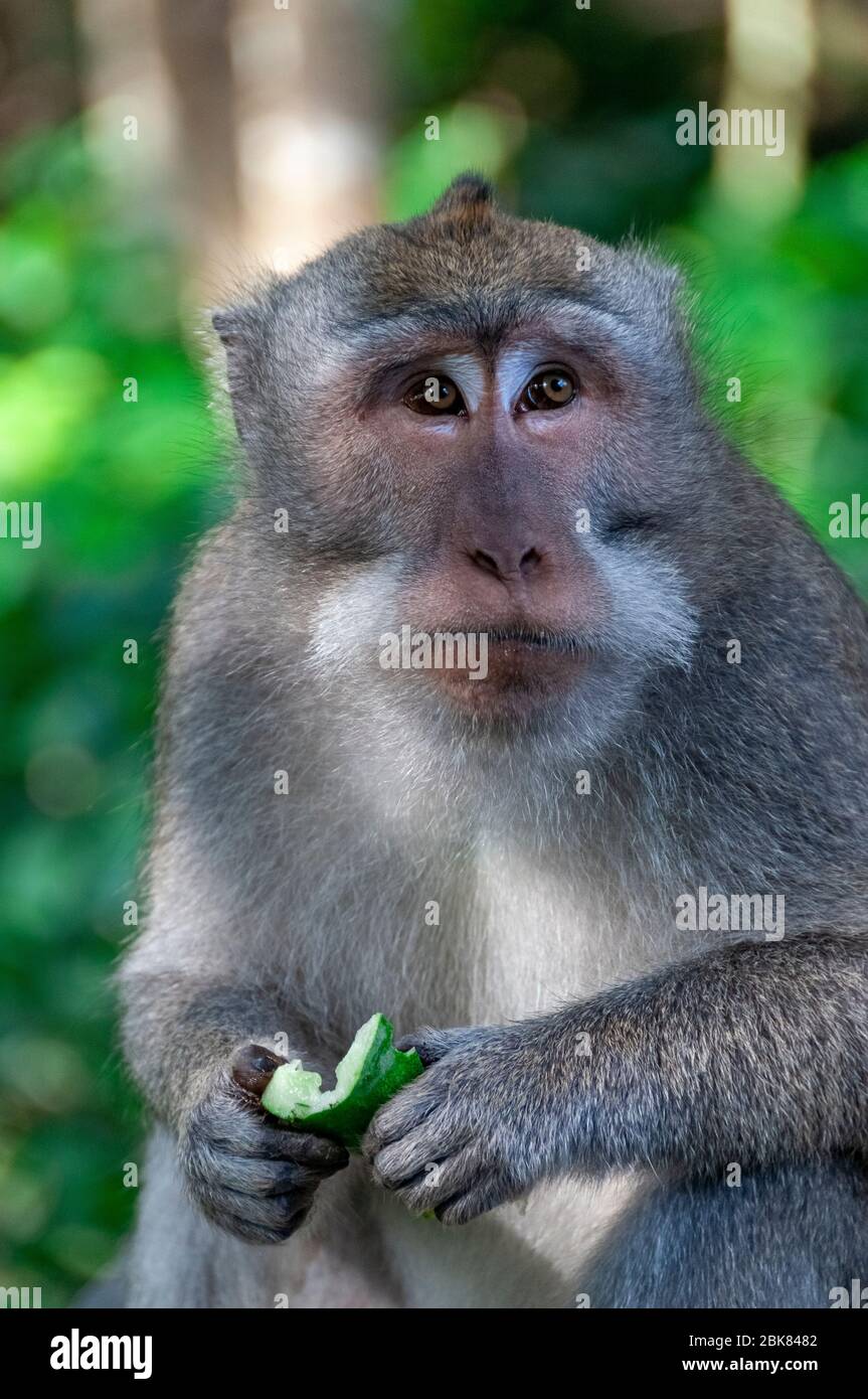 La scimmia balinese a coda lunga Macaca fascicularis al Santuario della Foresta Sacra delle scimmie di Ubud Bali Indonesia Foto Stock