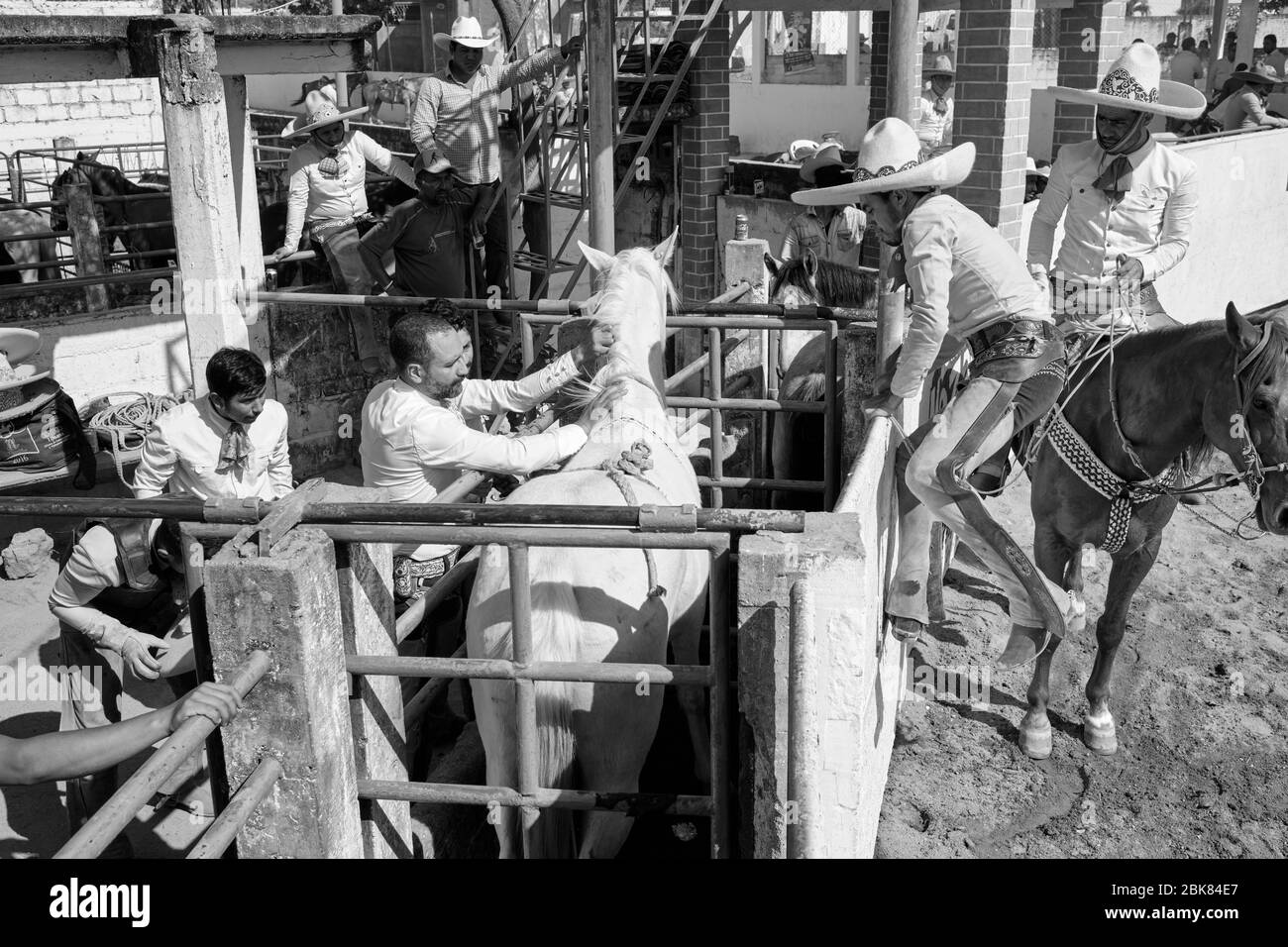 Cowboy messicano che si prepara a cavalcare un cavallo selvaggio durante un evento di "charreria". Charrerias sono l'equivalente messicano dei rodei. Per tre giorni il pa Foto Stock