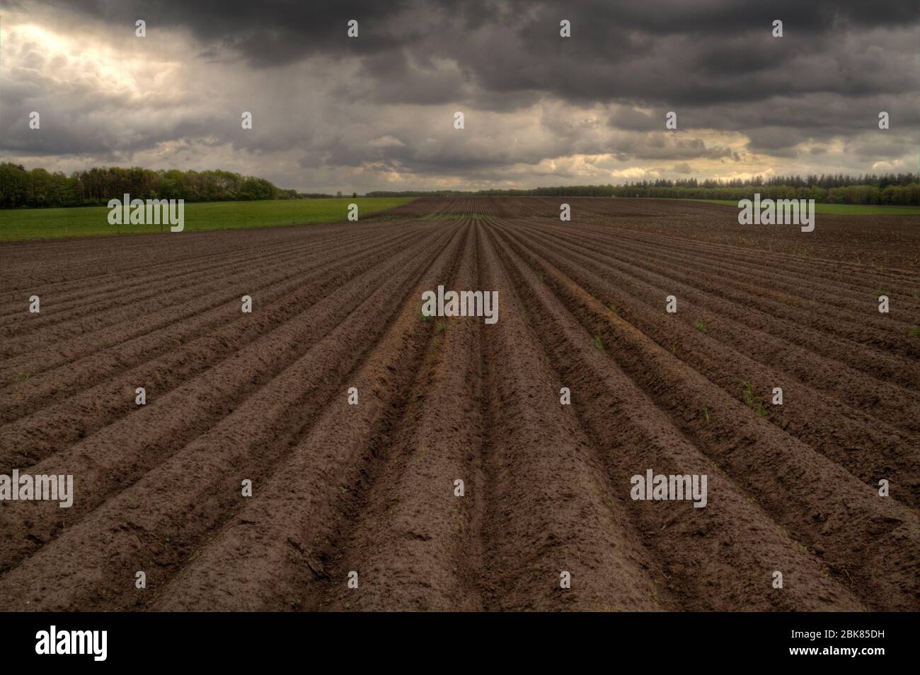 Modello di creste e solchi in un campo sabbioso umico in un terreno ondulato, preparato per la coltivazione di patate Foto Stock