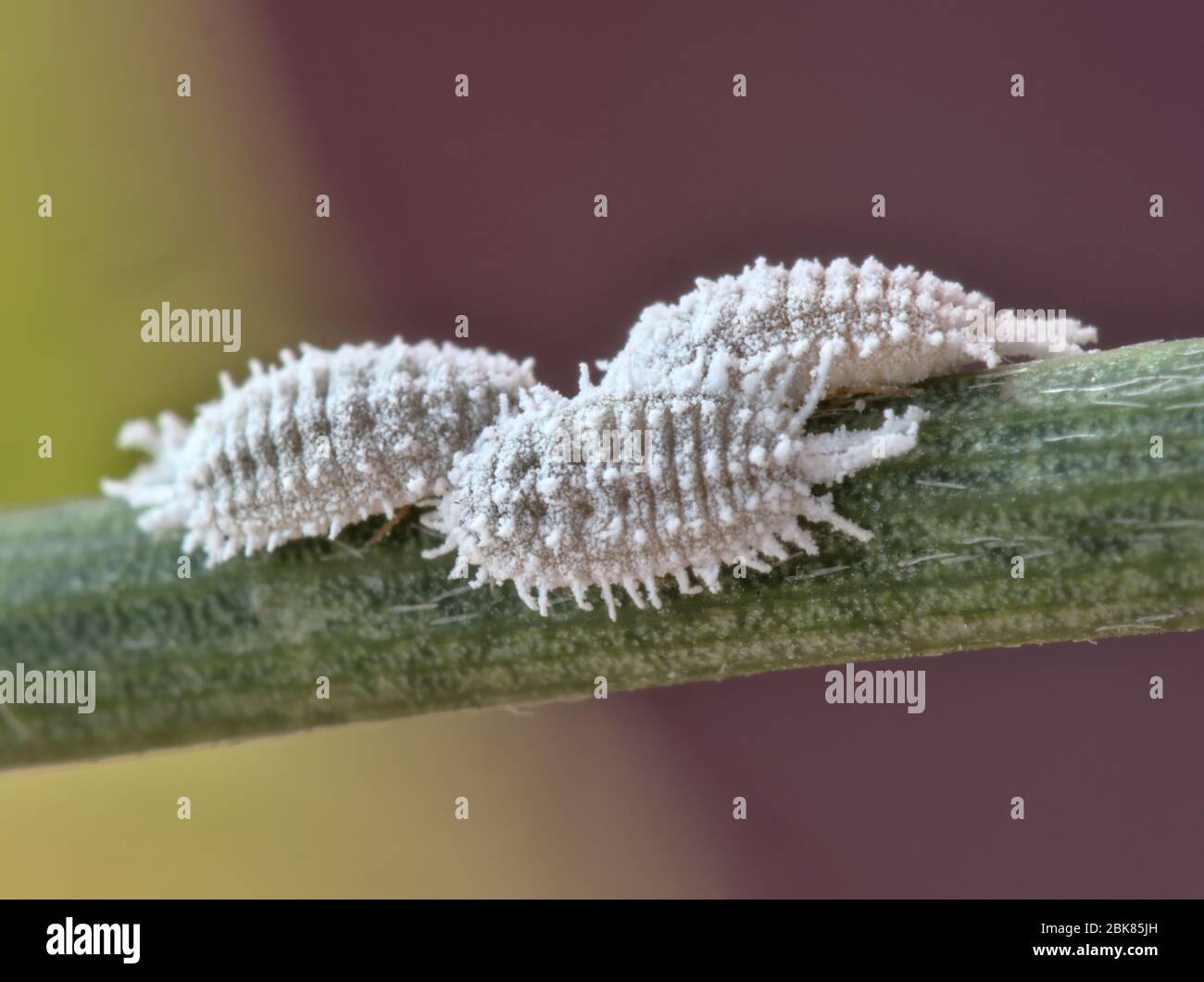 Vista ravvicinata delle cocciniglie (Dactylopius coccus), insetti in scala nel sottordine Sternorrhyncha. Foto Stock