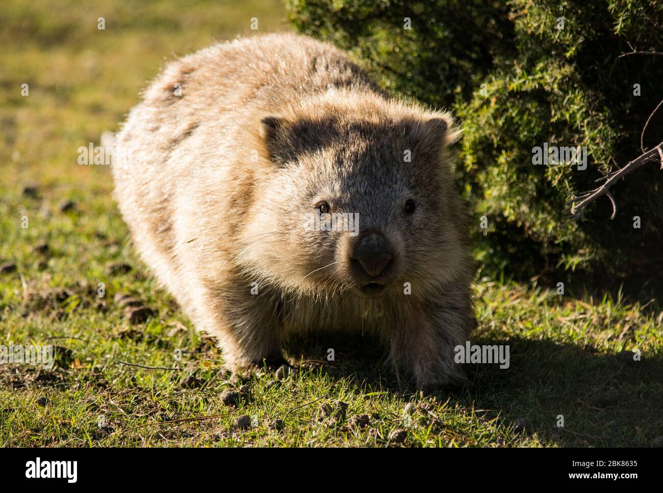 Wombat all'Isola Maria, Tasmania Foto Stock