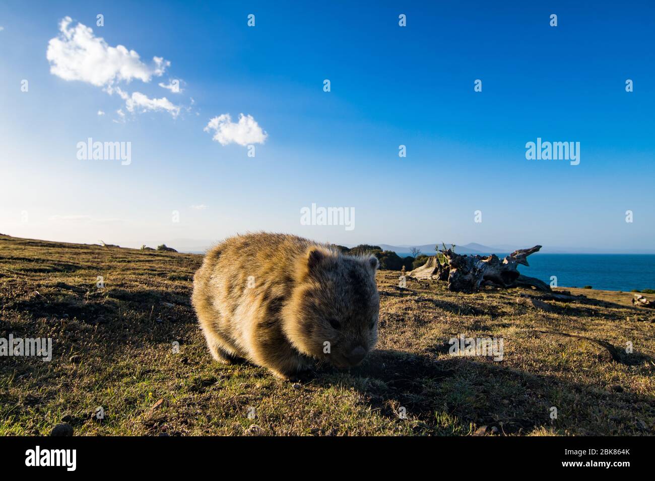 Wombat all'Isola Maria, Tasmania Foto Stock