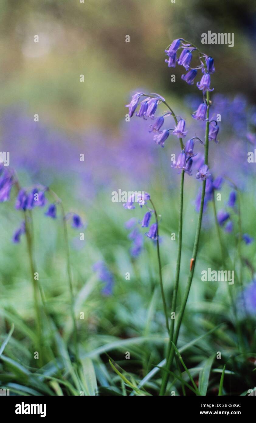 Fiori di campanello o di campanello inglese in un bosco britannico Foto Stock