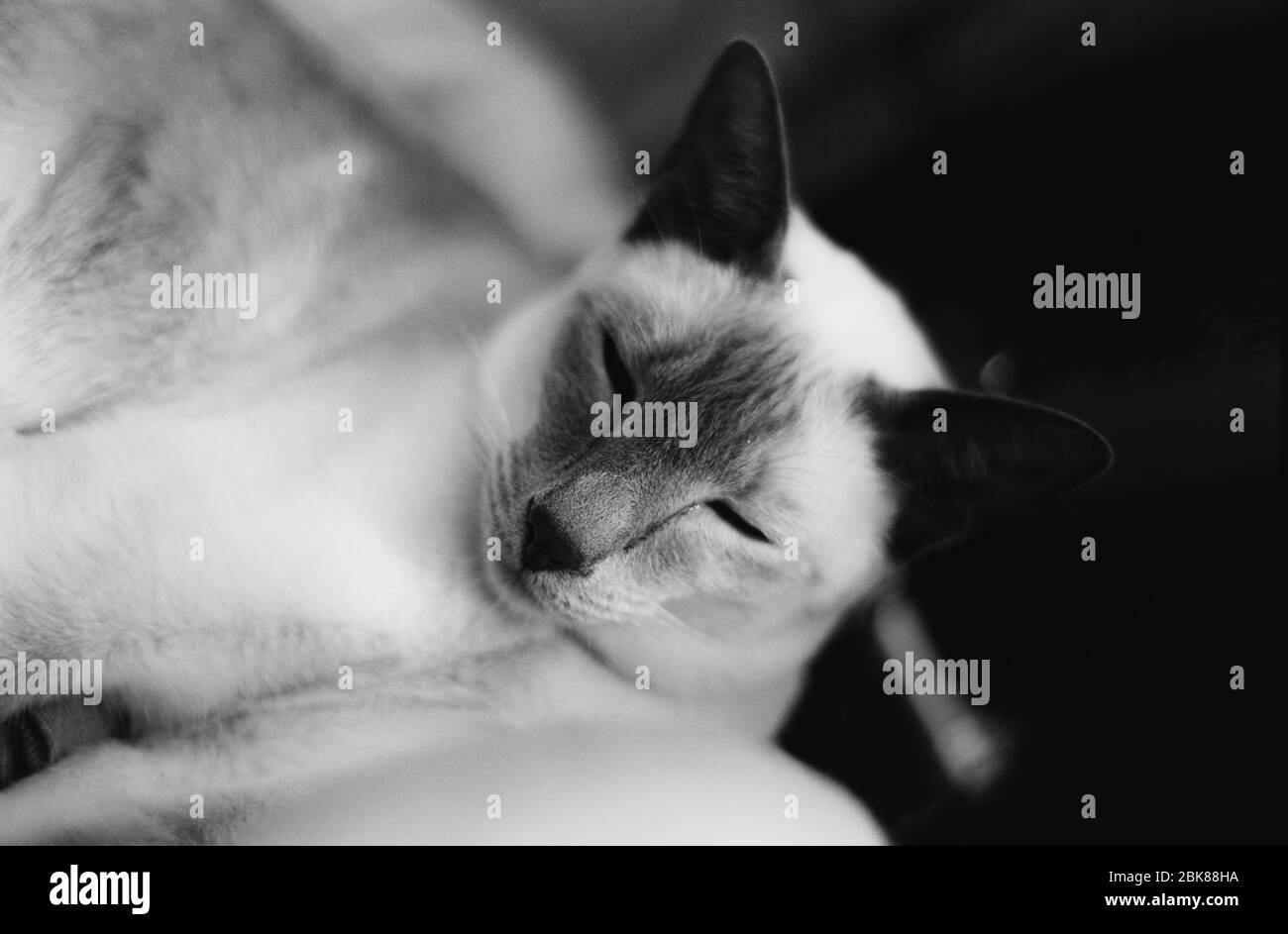 Primo piano di un gatto siamese a punto lilla, Regno Unito Foto Stock