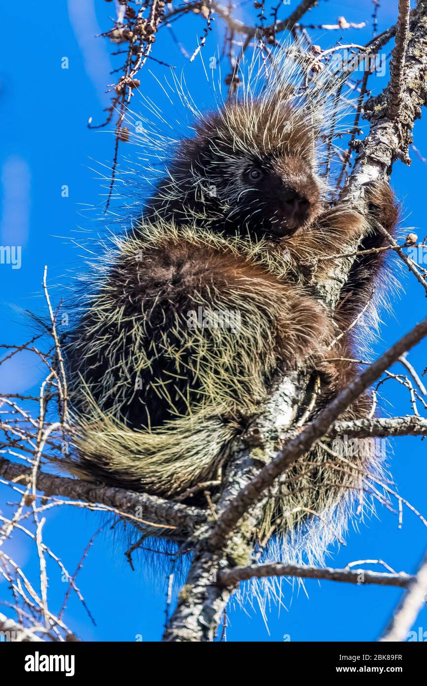 Porcupine nordamericano, Erethizon dorsatum, alto in un Tamarack, Larix laricina, albero nel Sax-Zim Bog, Minnesota, Stati Uniti Foto Stock