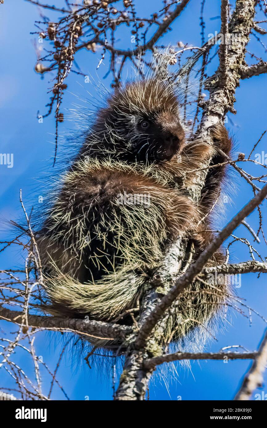 Porcupine nordamericano, Erethizon dorsatum, alto in un Tamarack, Larix laricina, albero nel Sax-Zim Bog, Minnesota, Stati Uniti Foto Stock