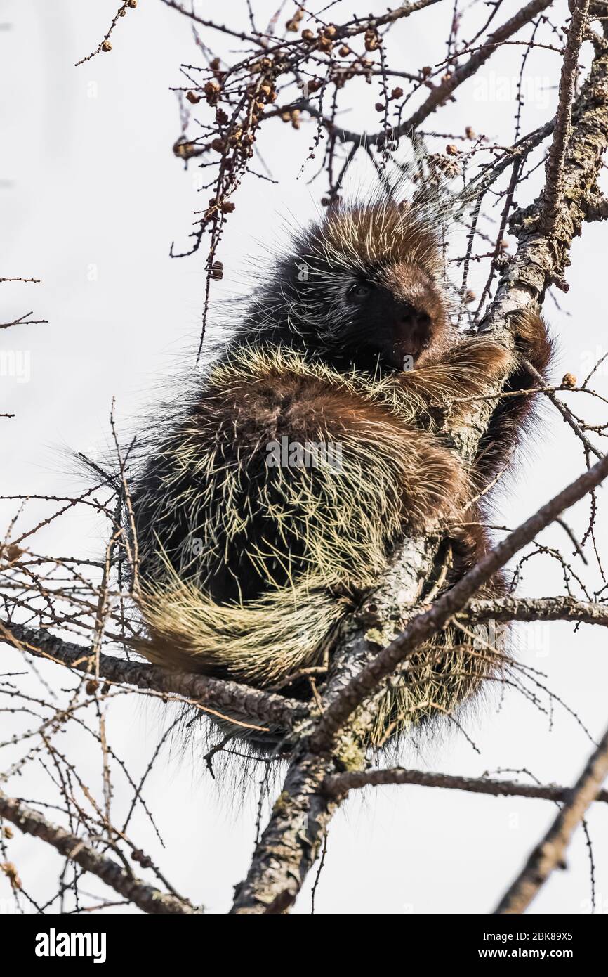 Porcupine nordamericano, Erethizon dorsatum, alto in un Tamarack, Larix laricina, albero nel Sax-Zim Bog, Minnesota, Stati Uniti Foto Stock