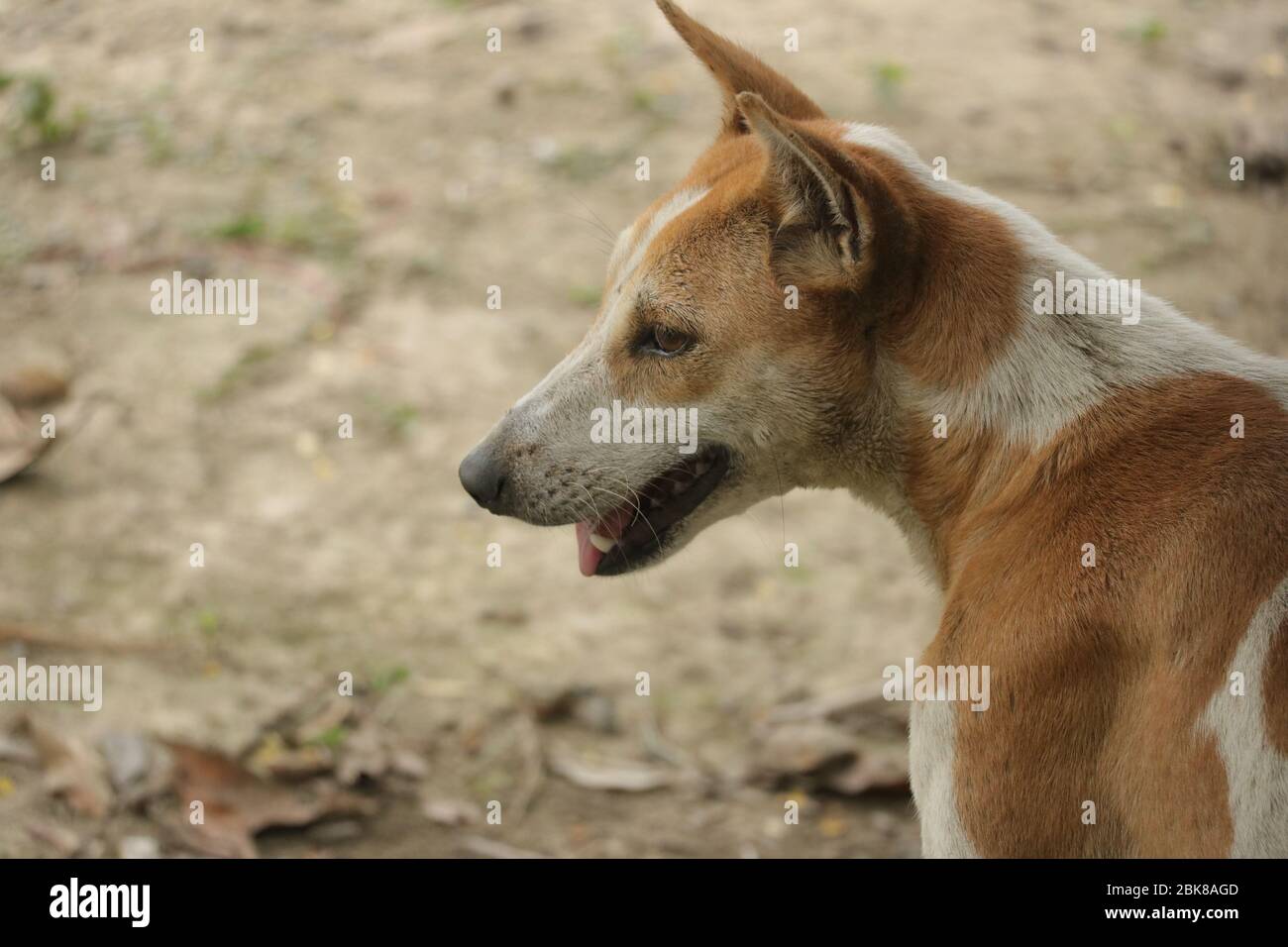 Testa di un cane marrone con colore misto bianco a Dhaka Foto Stock