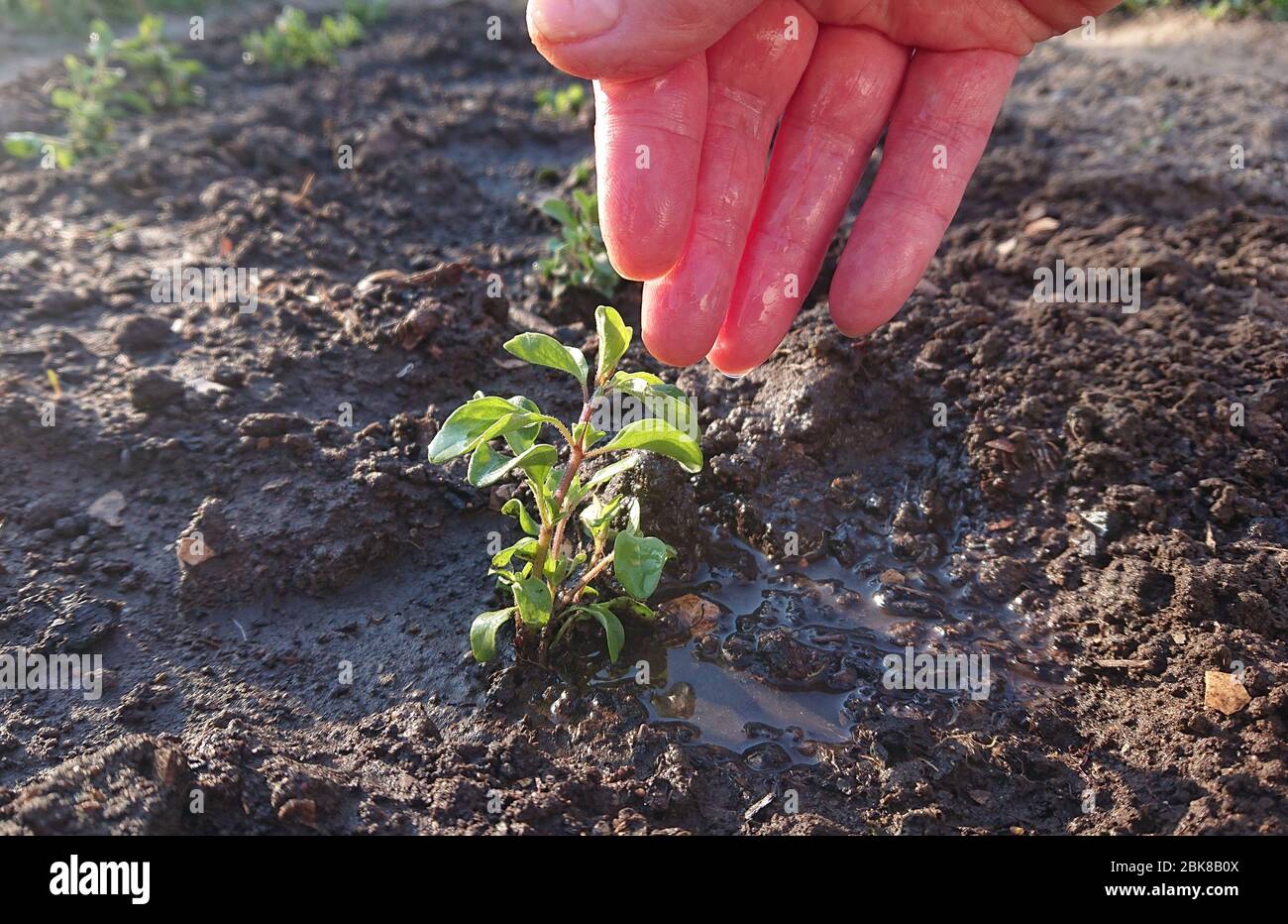 Cura e annaffiatura per piante giovani. L'acqua cade sull'acqua di palma le foglie verdi. Giardinaggio domestico. Foto Stock